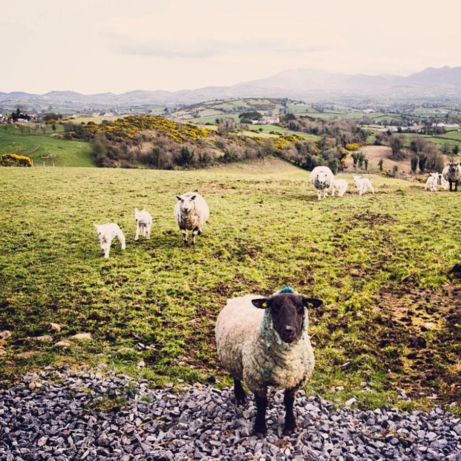 Sheep Photograph - Inquisitive. Its Been A Fun Few Days by Aleck Cartwright