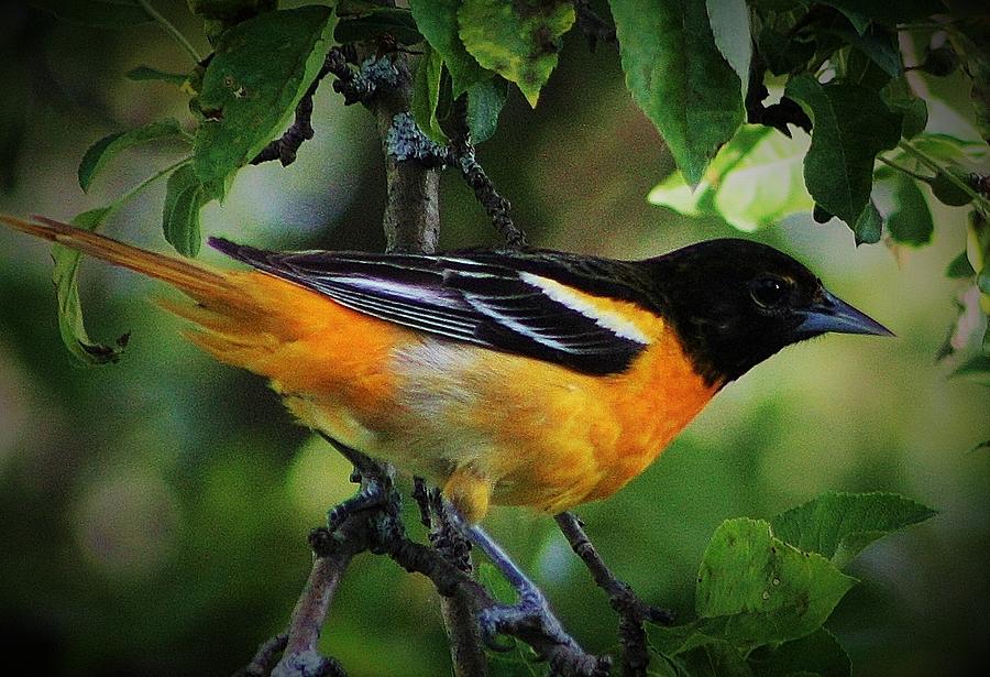Inquisitive Oriole Photograph by Bruce Bley