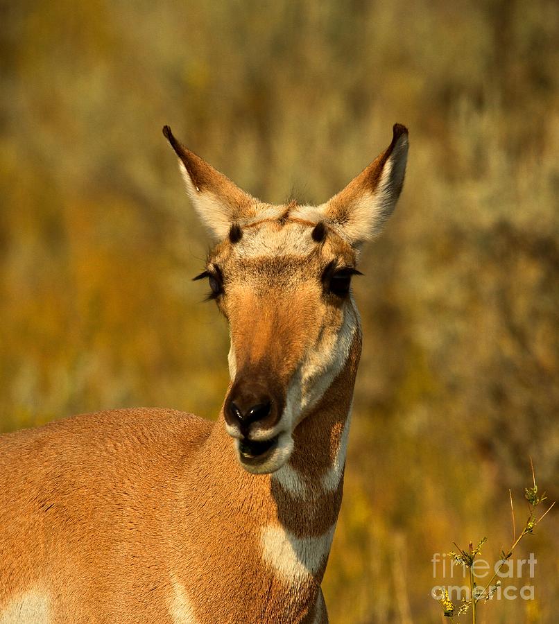 Inquisitive Pronghorn Photograph by Adam Jewell