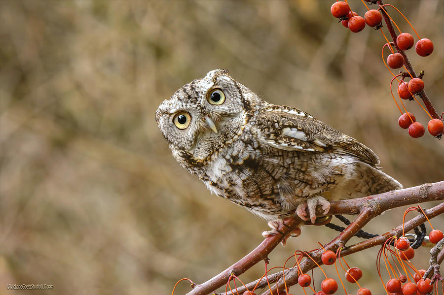 Inquisitive Screech Owl Photograph by LeeAnn McLaneGoetz McLaneGoetzStudioLLCcom