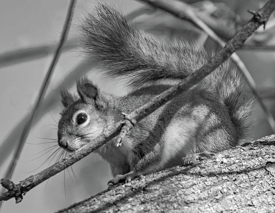 Inquisitive Squirrel 2 bw Photograph by Steve Harrington
