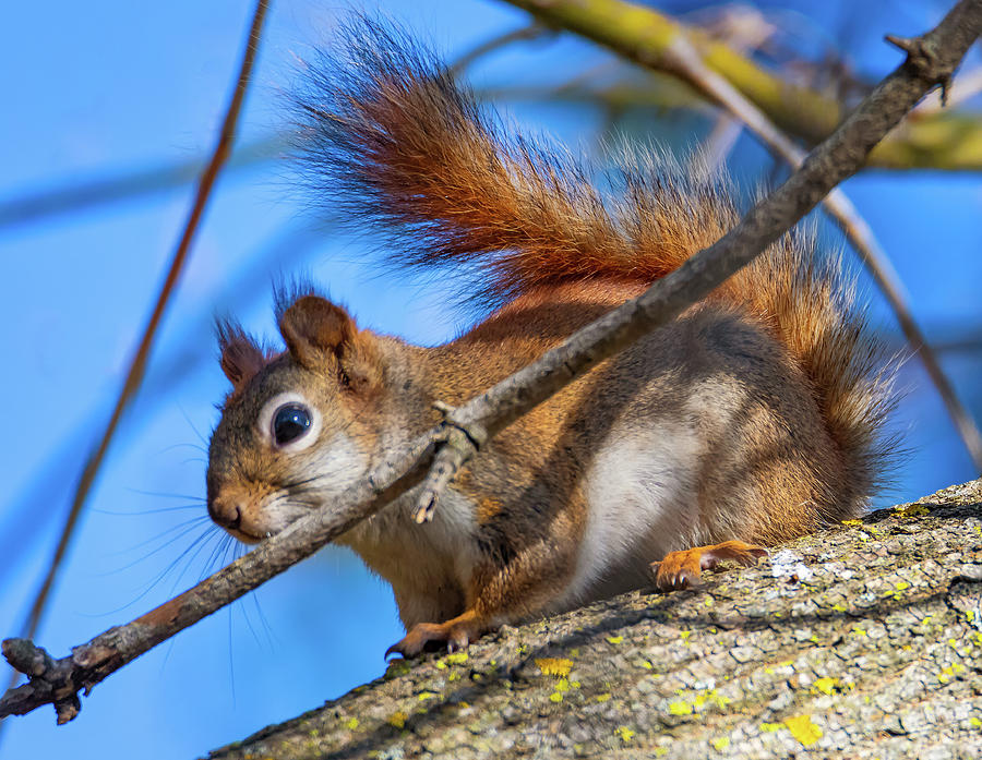 Inquisitive Squirrel 2 Photograph by Steve Harrington