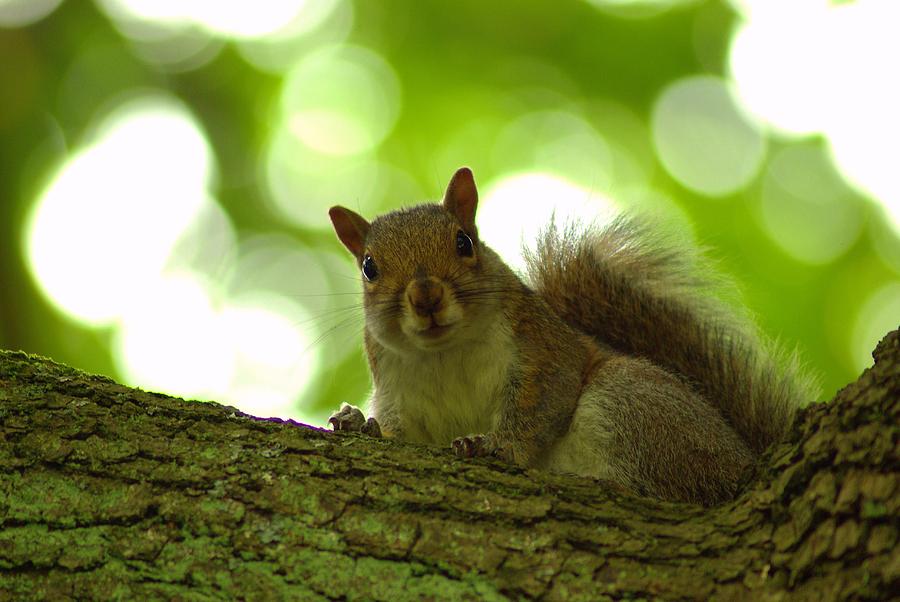 Inquisitive Squirrel Photograph by Iain MacVinish
