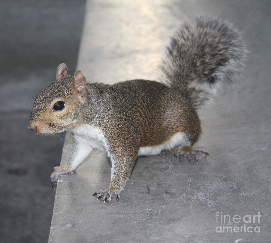 Squirrel Photograph - Inquisitive Squirrel by John Telfer