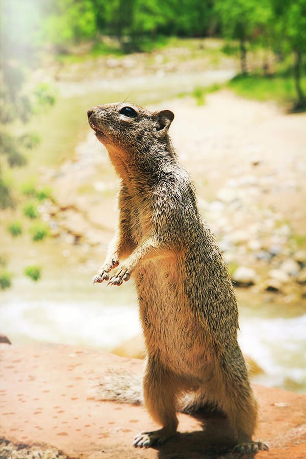 Inquisitive Squirrel Photograph by Natalie Rotman Cote
