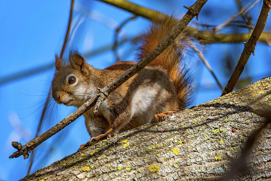 Inquisitive Squirrel Photograph by Steve Harrington