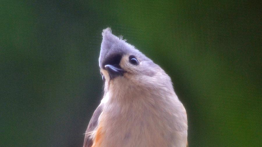 Inquisitive Titmouse Photograph by Eileen Brymer