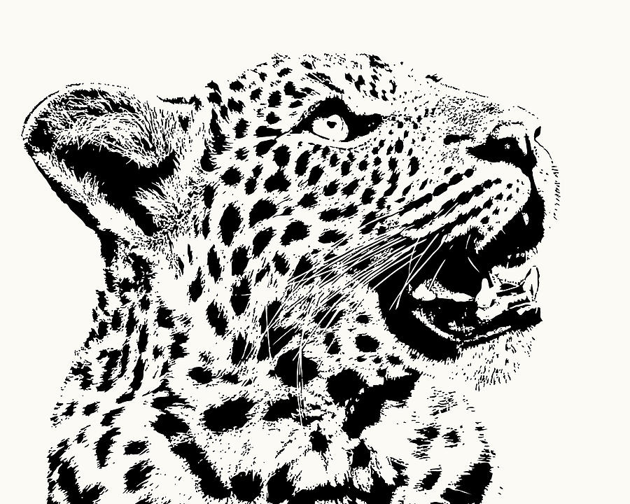 Inquisitive Young Leopard Looking Up by Scotch Macaskill Inquisitive Young Leopard Looking Up by Scotch Macaskill