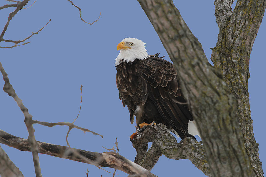 Eagle Photograph - Inqusitive look by Dave Clark