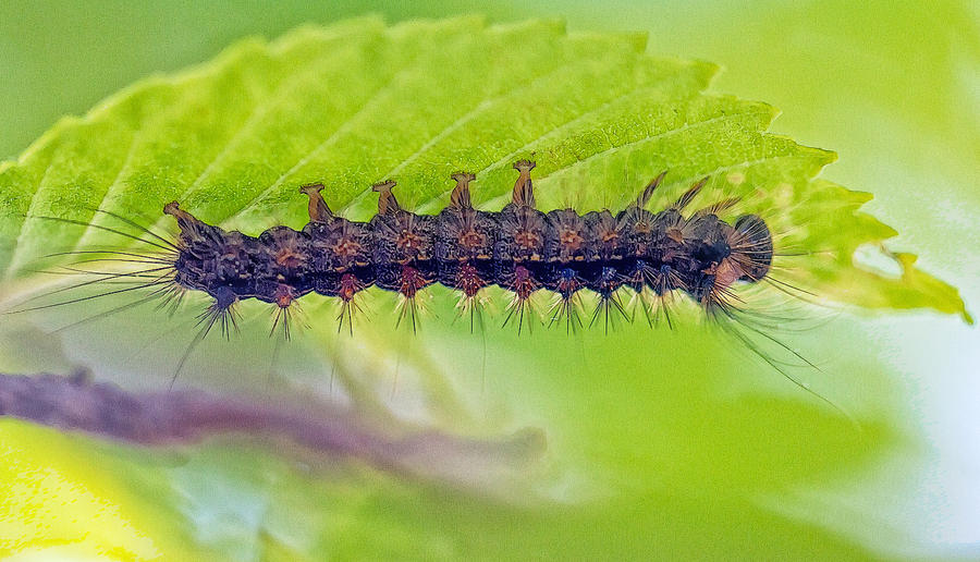 Insatiable caterpillar Photograph by Constantine Gregory