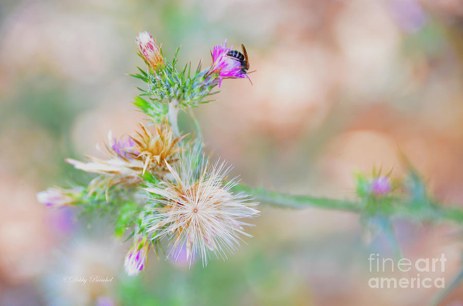 Insect and the Colorful Weeds Photograph by Debby Pueschel