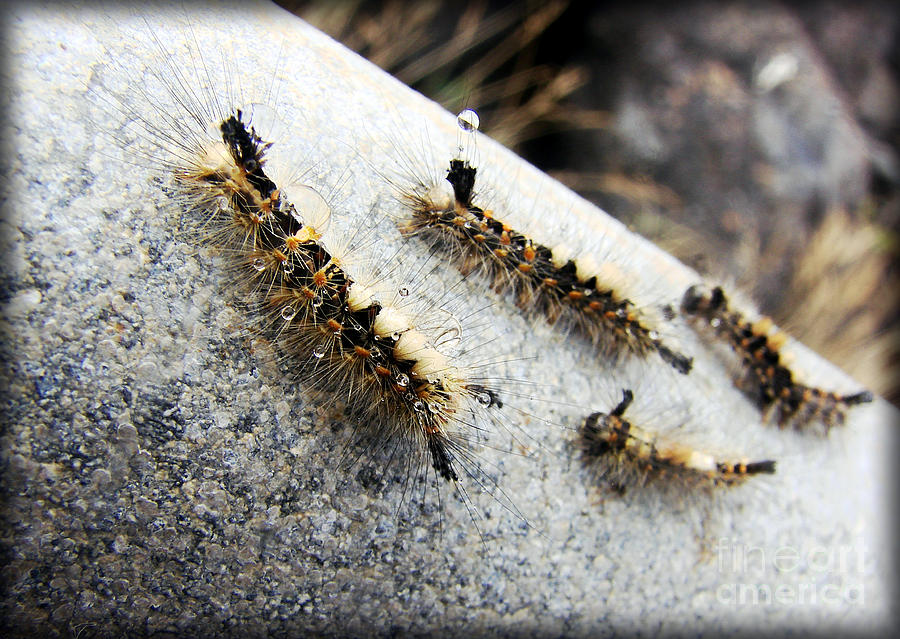 Insect Family Photograph by Jaime Thompson