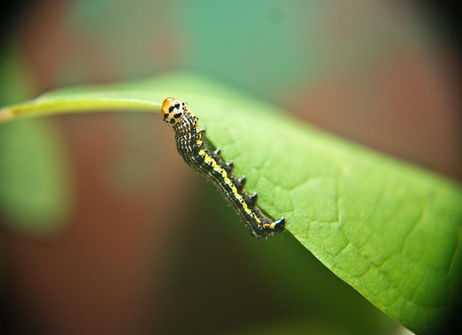 Nature Photograph - Insect Larva 3 by Douglas Barnett