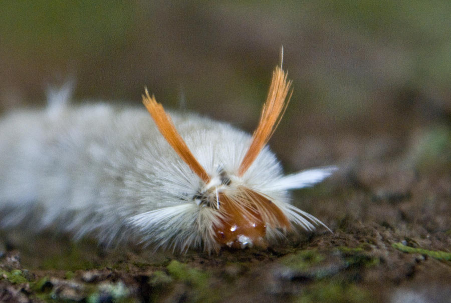 Insect Larvae with Hairdo Photograph by Douglas Barnett