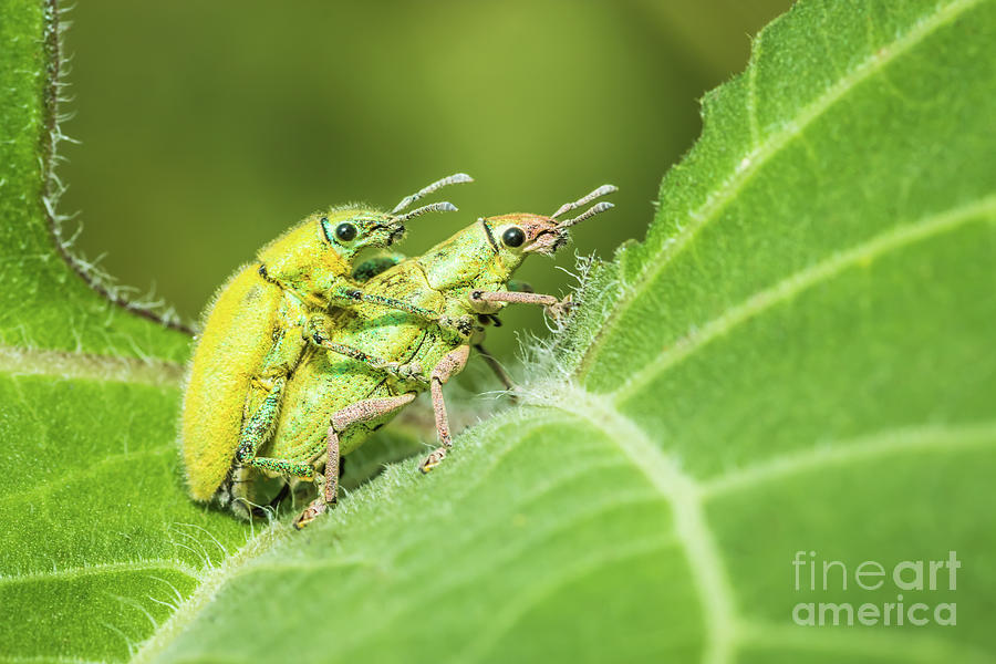 Insect mating Photograph by Tosporn Preede