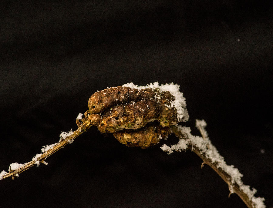 Insect Nest in Blackberry Stem Photograph by Douglas Barnett