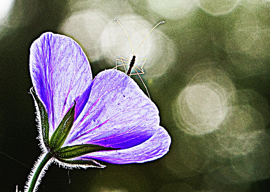 Purple Flower Digital Art - Insect on a Purple Flower by Susan Stone