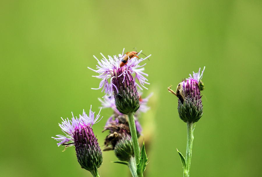 Insect on a Thistle  Photograph by Jeff Townsend