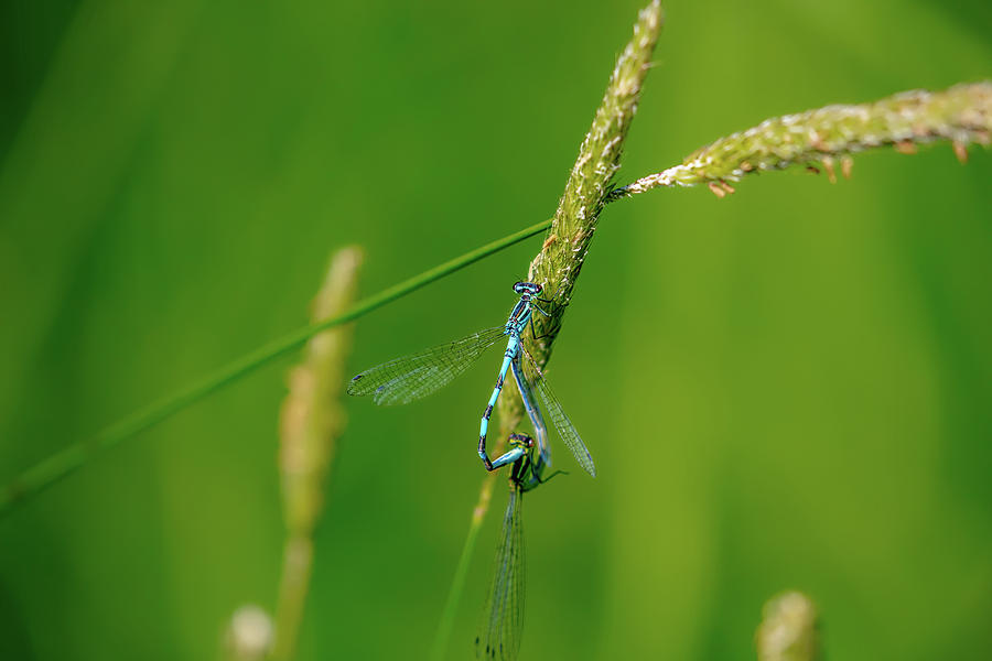Insect on straw, May 2016.  Photograph by Leif Sohlman