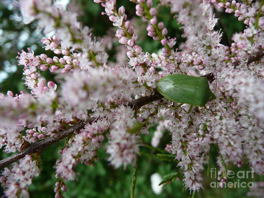Insect on Tamarisk Photograph by Jean Bernard Roussilhe