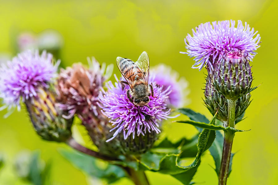 Insect on thistle 2015 Photograph by Leif Sohlman