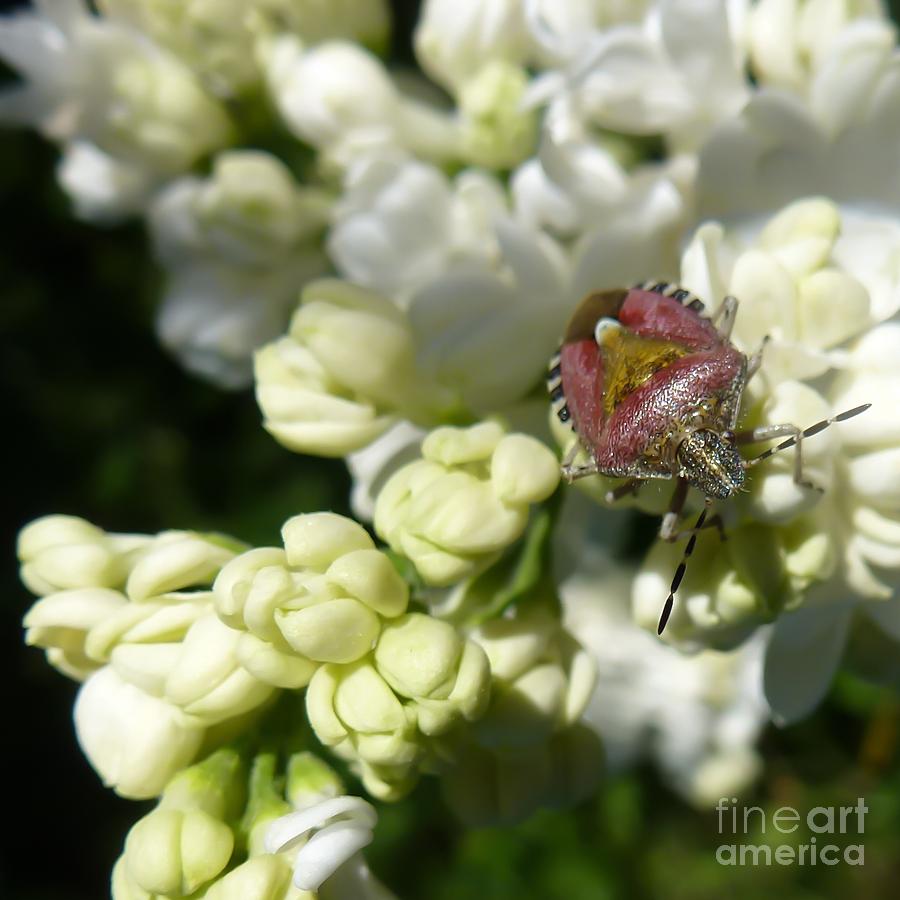 Insect on White Lilac Photograph by Jean Bernard Roussilhe