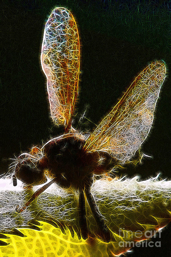 Insect Wings at Rest Photograph by Wernher Krutein