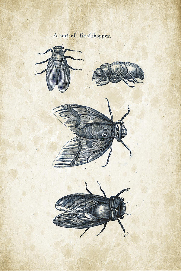 Insects Digital Art - Insects - 1792 - 07 by Aged Pixel