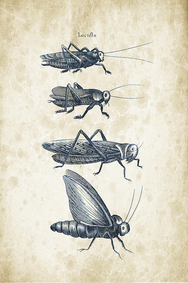 Insects Digital Art - Insects - 1792 - 09 by Aged Pixel