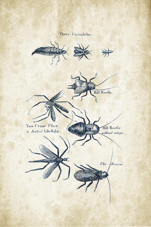 Insects Digital Art - Insects - 1792 - 10 by Aged Pixel