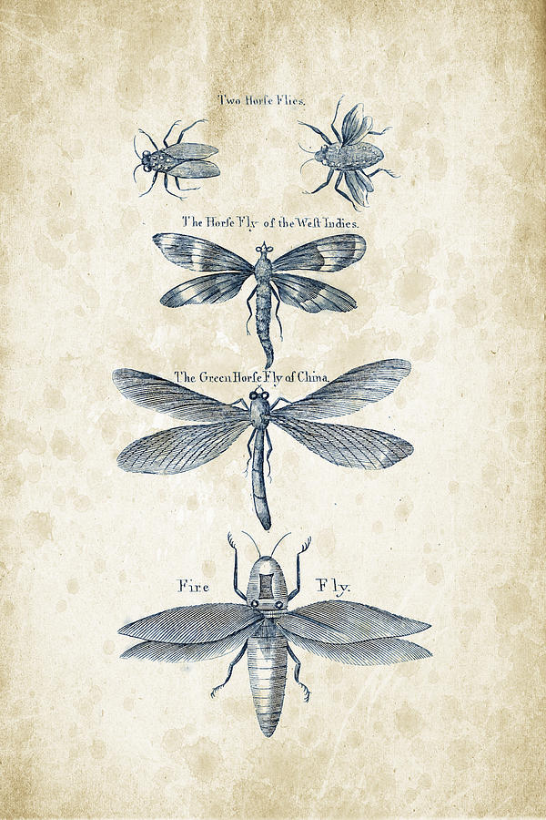 Insects Digital Art - Insects - 1792 - 16 by Aged Pixel