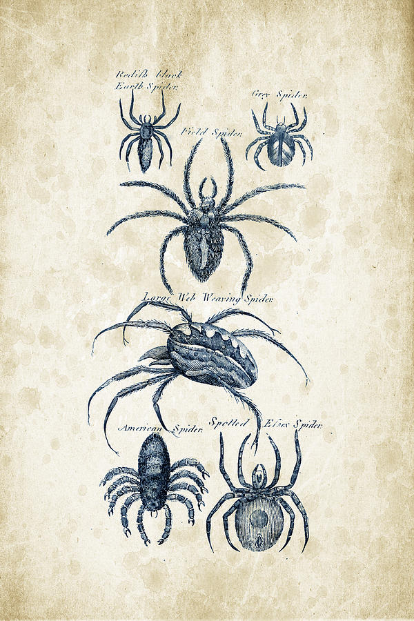 Spider Digital Art - Insects - 1792 - 18 by Aged Pixel