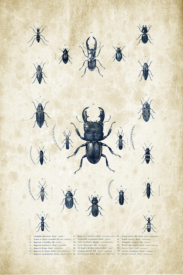Insects Digital Art - Insects - 1832 - 06 by Aged Pixel