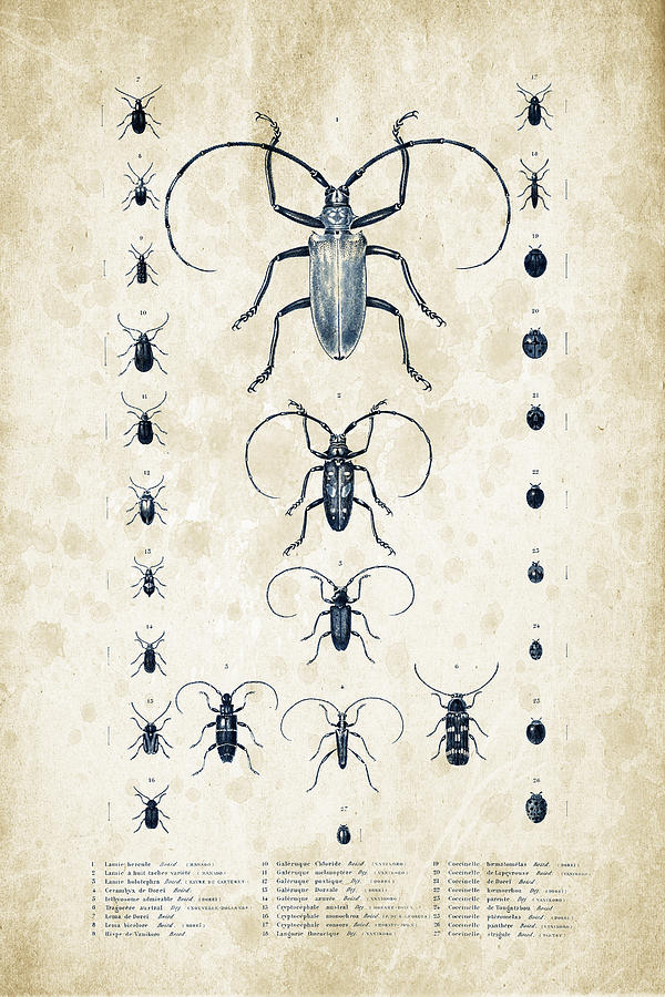 Insects Digital Art - Insects - 1832 - 08 by Aged Pixel