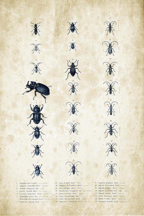 Insects Digital Art - Insects - 1832 - 09 by Aged Pixel