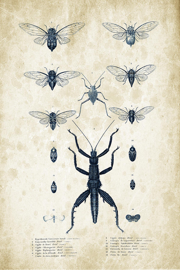 Insects Digital Art - Insects - 1832 - 10 by Aged Pixel