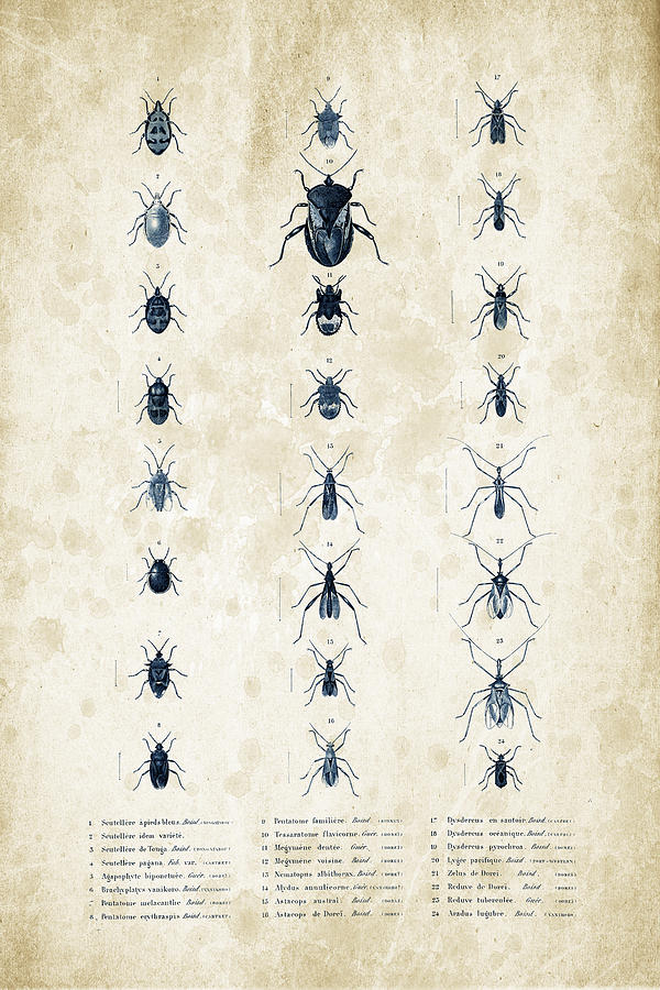 Insects Digital Art - Insects - 1832 - 11 by Aged Pixel