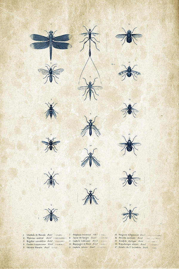 Insects - 1832 - 12 Digital Art