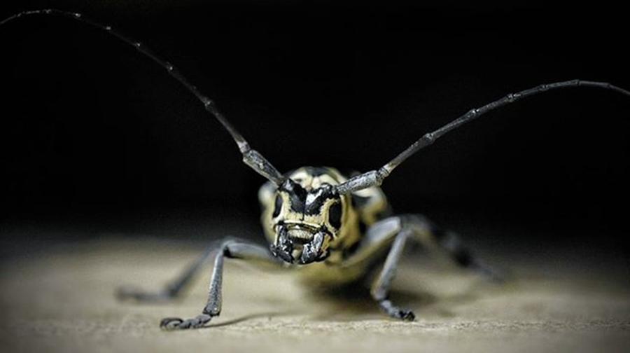 Insects Photograph - insects[,] All Business All The by Drew Hutto