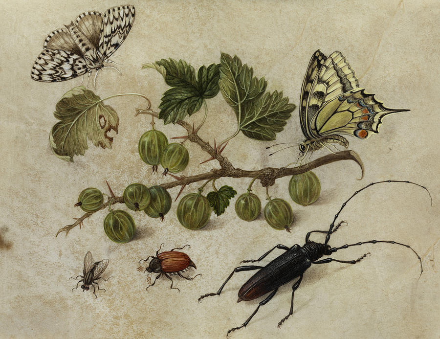 Insects Painting - Insects and Butterfly by Maria Sibylla Merian