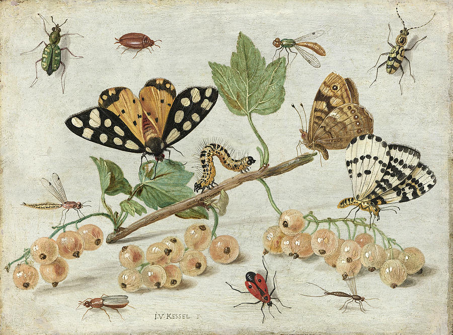 Insects and Fruit Painting by Jan van Kessel the Elder