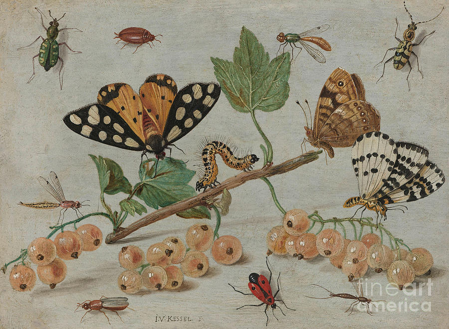 Insects and Fruit, Painting by Jan Van Kessel