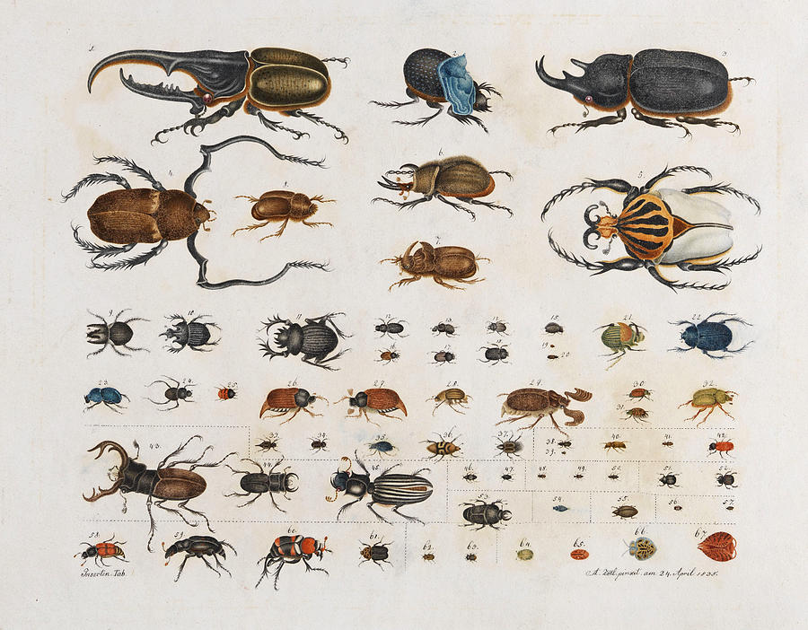 Insects. Beetles Drawing by Aloys Zotl