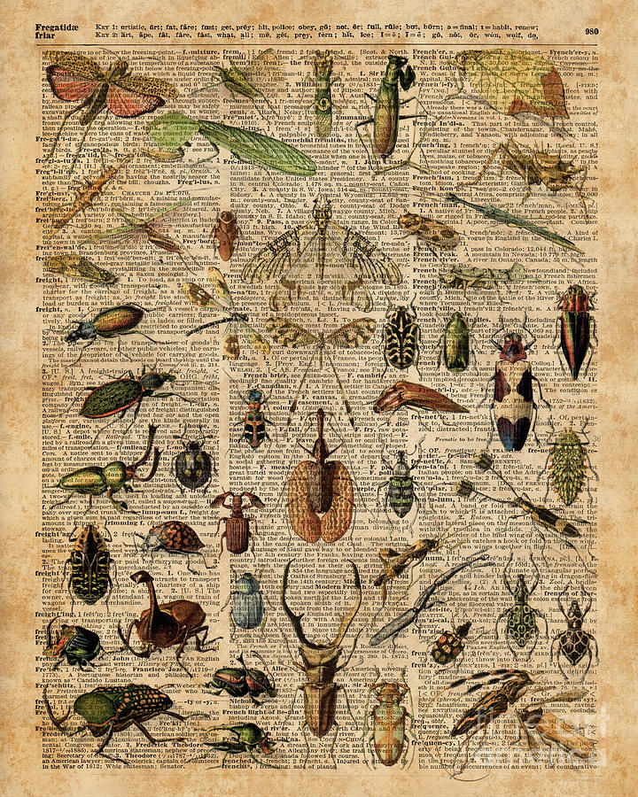 Insects Digital Art - Insects Bugs Flies Vintage Illustration Dictionary Art by Anna W