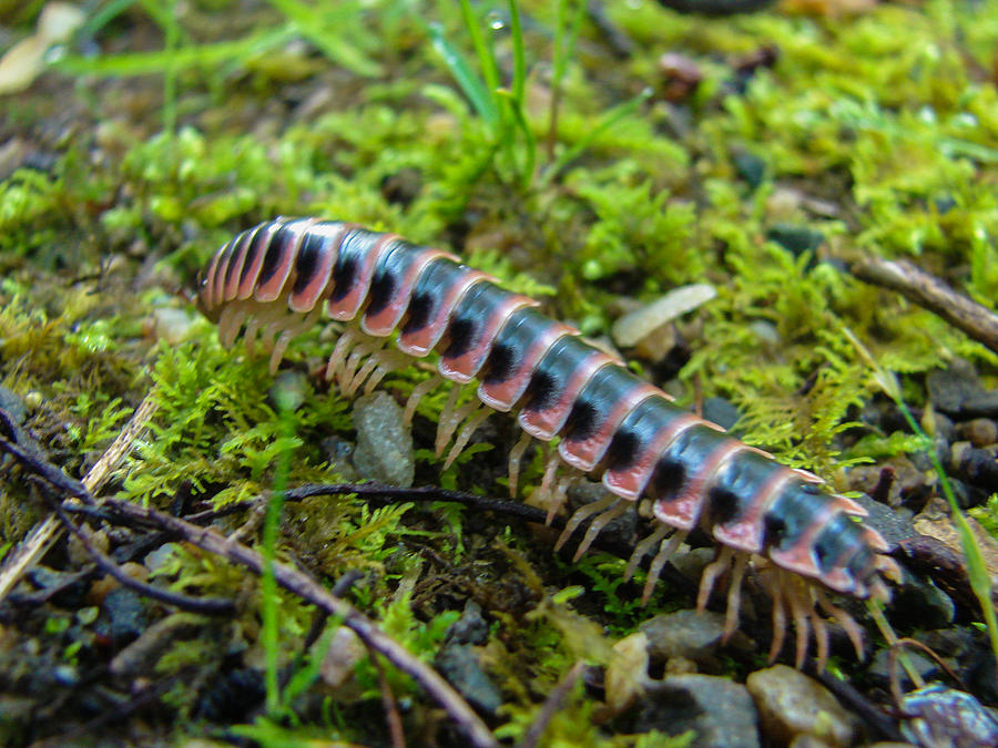 Millipede Photograph by Carl Moore