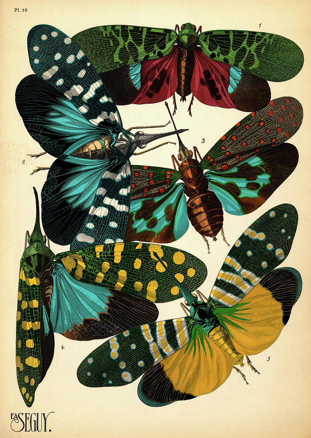 Insects Painting - Insects, Plate-16 by Painter of the 19th century