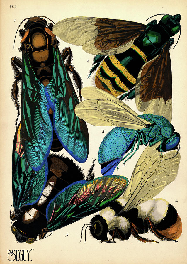 Insects Painting - Insects, Plate-5 by Painter of the 19th century