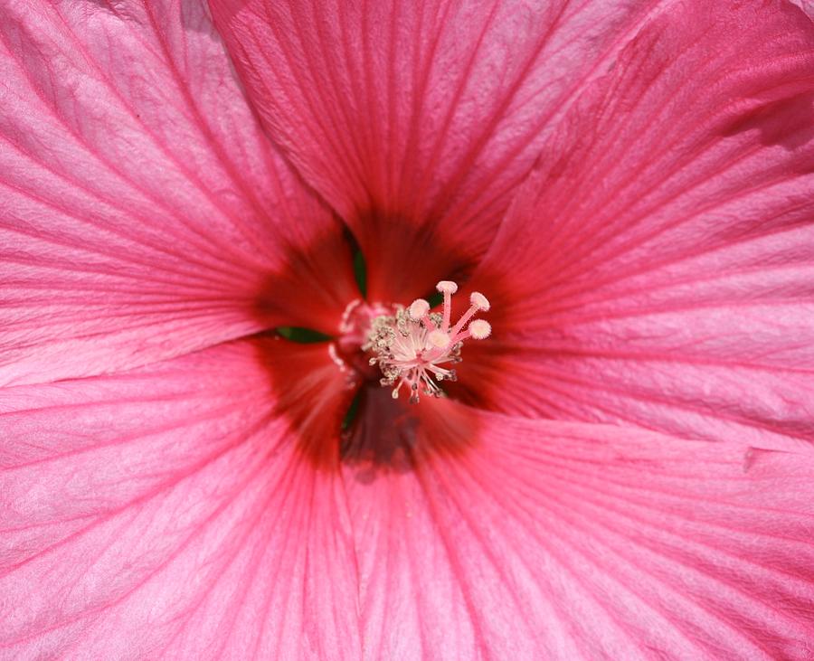 Inside A Hibiscus Photograph by Karen Silvestri