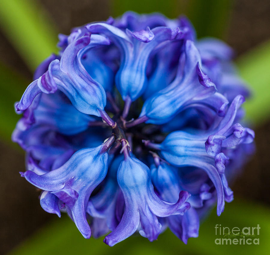 Nature Photograph - Inside a Hyacinth Bloom by Michelle Constantine