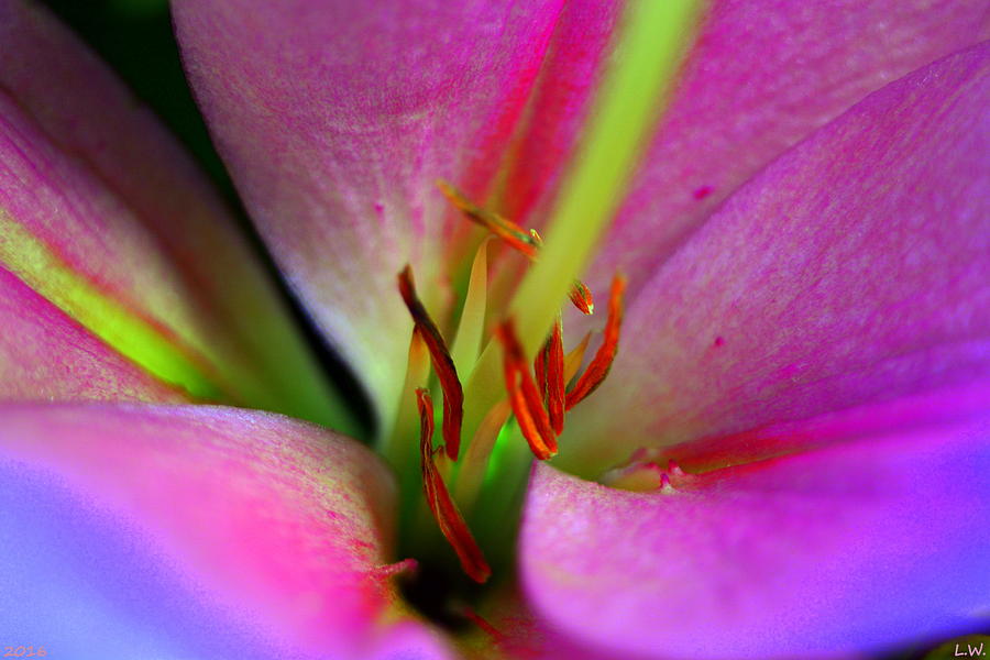 Inside A Lily Photograph by Lisa Wooten